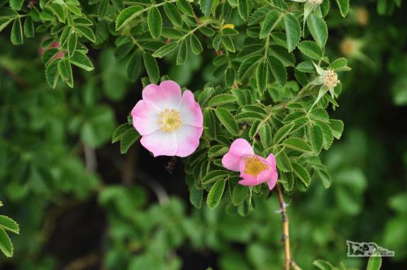 Em plena primavera, muitas flores no Parque Nacional Los Alerces, ao norte de Trevelin, na patagônia argentina